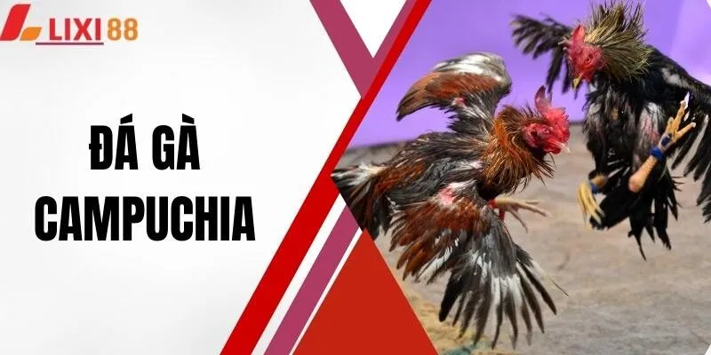 Đá Gà Campuchia - Thương Hiệu Chọi Kê Số 1 Đông Nam Á