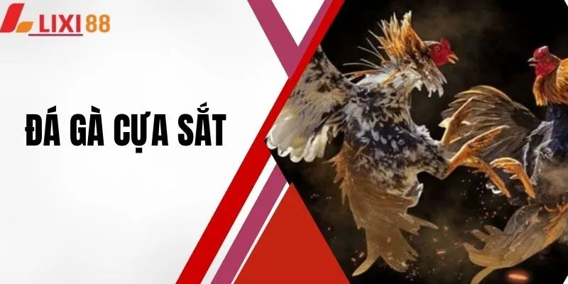 Đá Gà Cựa Sắt - Môn Giải Trí Kịch Tính Được Yêu Thích